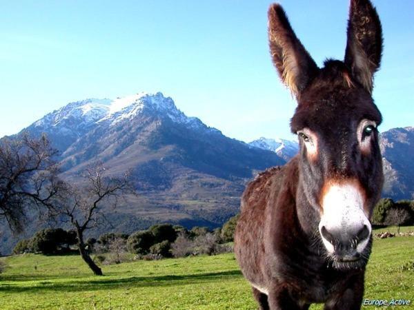 L'alivi Di L'osari 4*